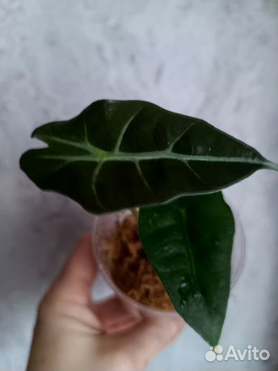 Алоказия Полли