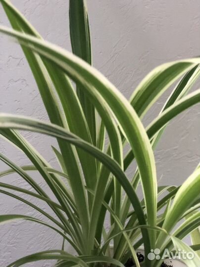 Хлорофитум