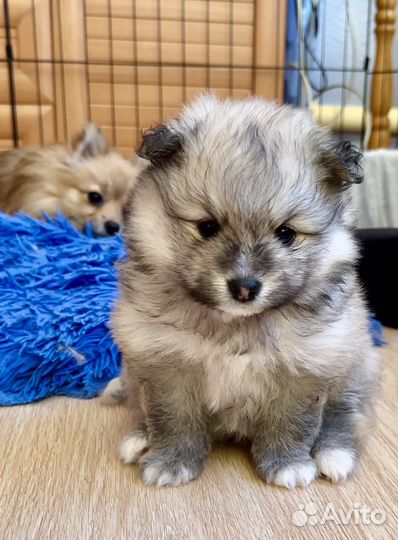 Малый немецкий шпиц