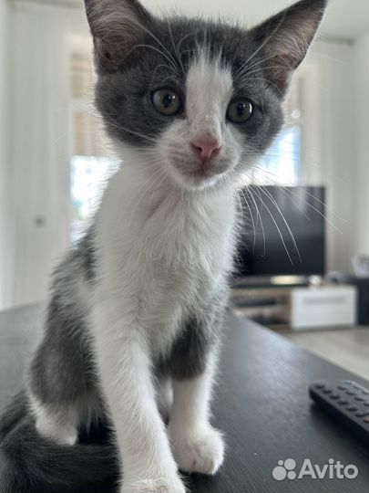 Котята породистые