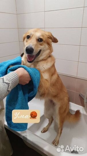 Собака мёрзнет в приюте