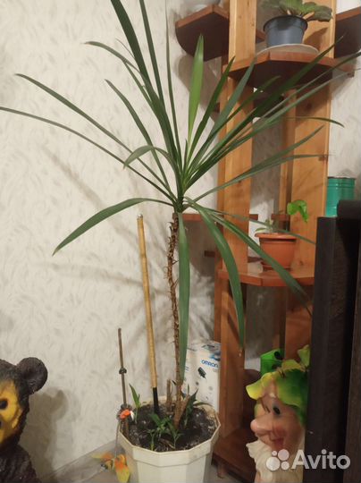 Офисные цветы