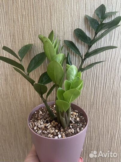 Замиокулькас Мидори