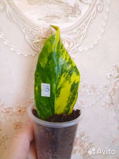 Замиакулькас