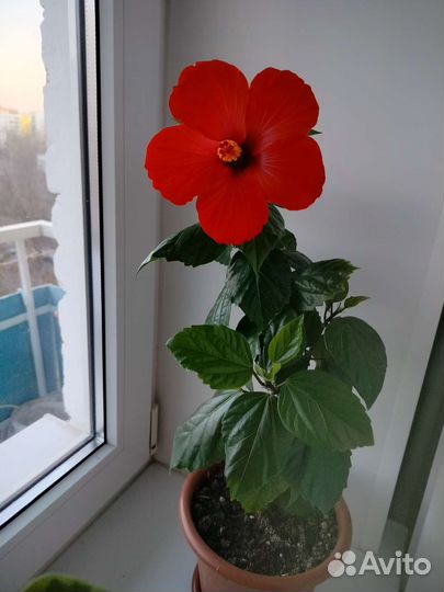 Цветущие фиалки, гибискус (детка)