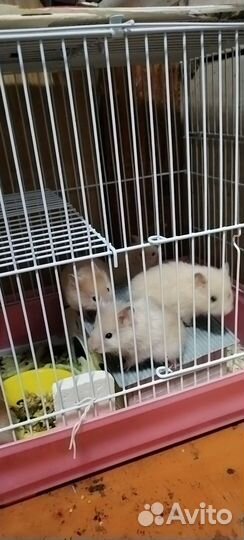 Сирийский хомяк