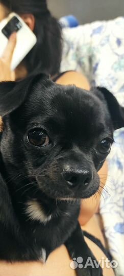 Вязка,чихуахуа мальчик, ждёт невесту