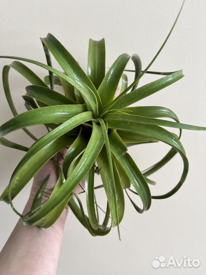 Тилландсия ксерографика