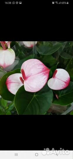 Антуриум Амалия Элеганс