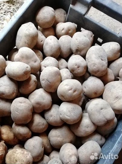 Продам картофель