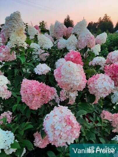 Гортензии метельчатые, древовидные и крупнолистные