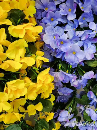 Фиалка ампельная, интерьерные цветы