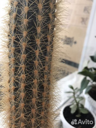 Большой кактус