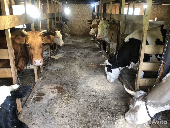 Молоко коровье