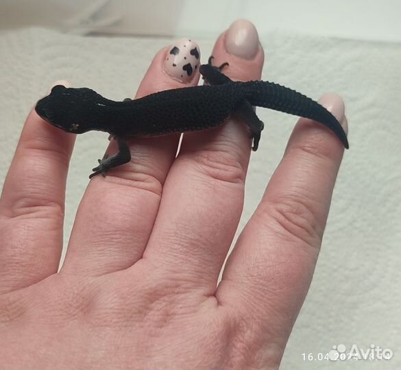 Пятнистый эублефар геккон MS Black Night Блек Найт