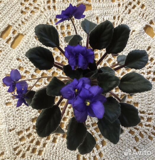 Сортовые фиалки