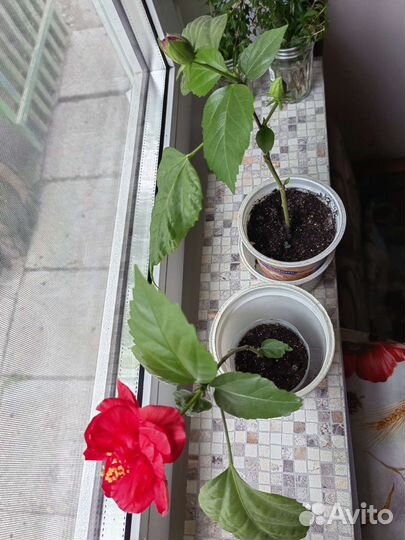 Гибискус(китайская роза)