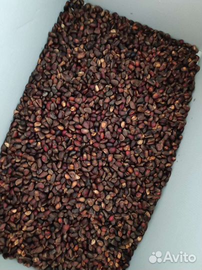 Кедровый орех