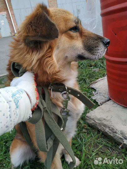 Спасён из черного приюта