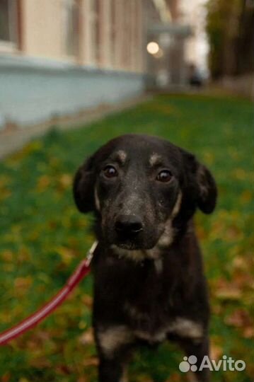 Собачка Берри