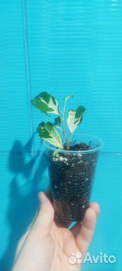 Фикус керли