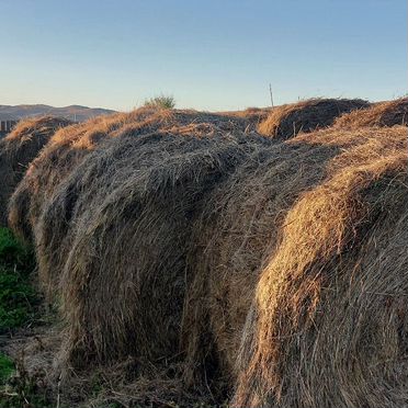 Продам сено в рулонах