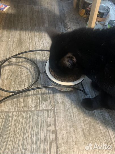 Котоняня, зооняня, кэтситтэр, присмотр за котом