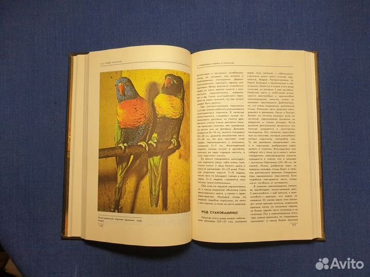 Книга попугаи