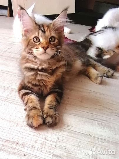 Котята Мейн кун