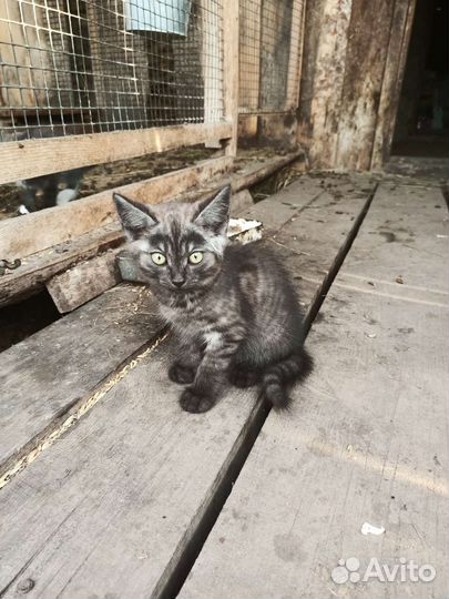 Котята отдам в добрые руки бесплатно