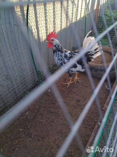 Петух Леггорн далматинец