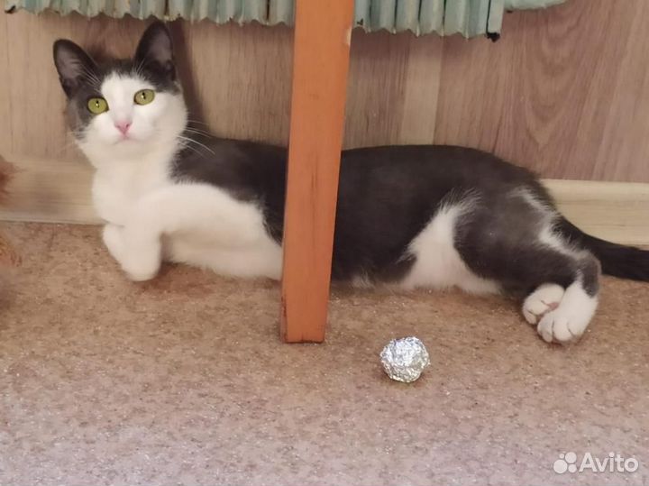 Кошка Дымка - ласковая, нежная - ищет дом