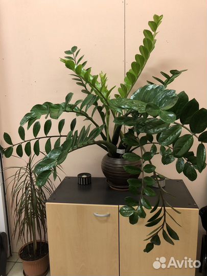 Продам цветок «Замиокулькас замиелистный»