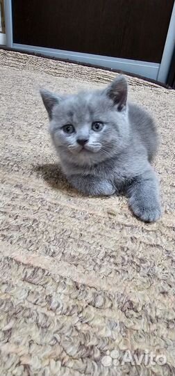 Британские котята