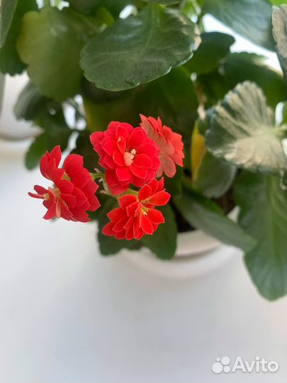 Комнатные цветы каланхоэ