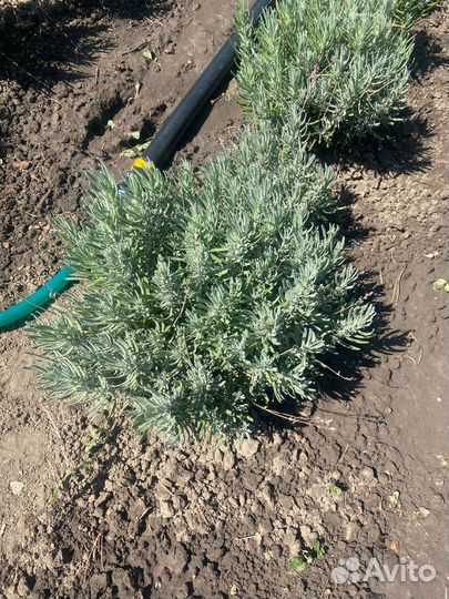 Лаванда зкс