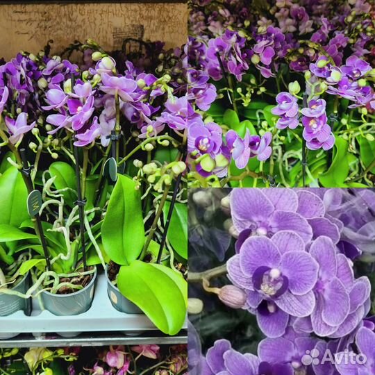 Сортовые цветущие орхидеи
