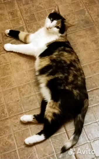 Трехцветная кошка Ника, 4 года, привита, стерильна