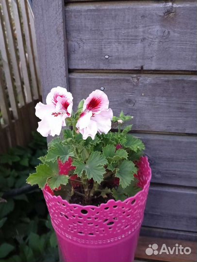 Герань пеларгония королевская