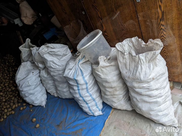 Картофель крупный / Также средний /Мелкий на корм