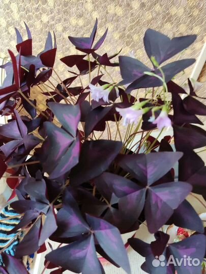 Комнатные цветы разные в горшках