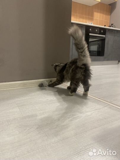 Котенок ищет дом