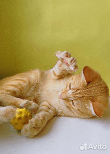 Рыжий котенок мальчик ищет дом