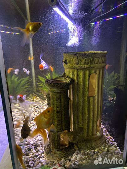 Аквариум