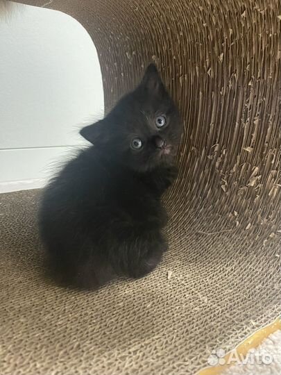 Котенок (мальчик)