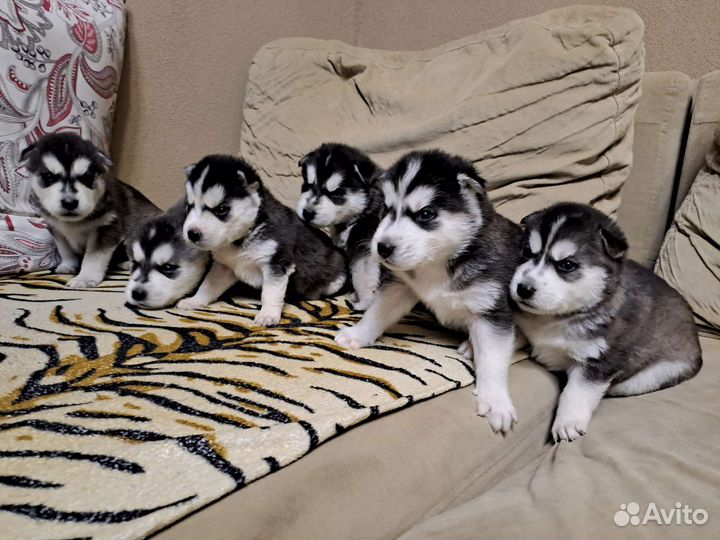 Щенки сибирской хаски