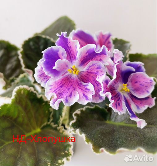 Детки сортовых фиалок