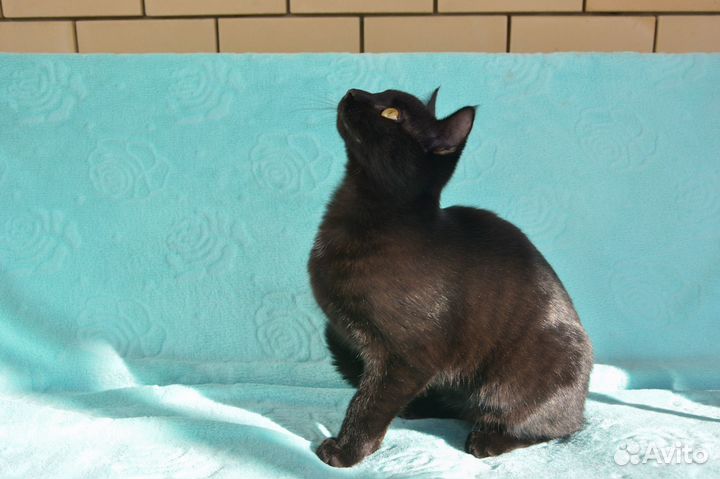 Котик Василий