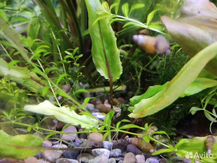 Аквариумные растения