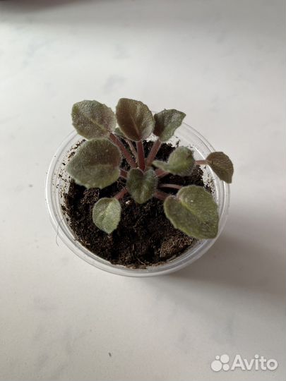 Миниатюрные фиалки лист (срез) и детки